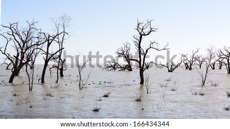 The Menindee  lakes lie in the far west region of New South Wales, Australia