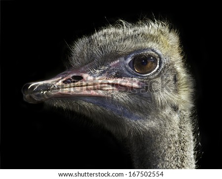 beady eye of african ostrich