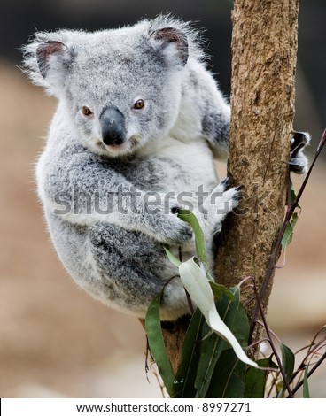 Koala Cub