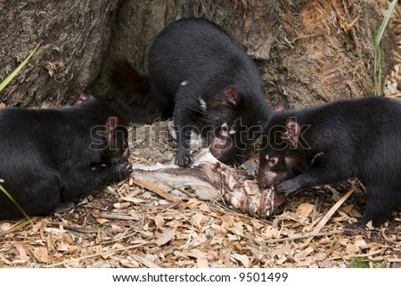 tasmanian devils feeding