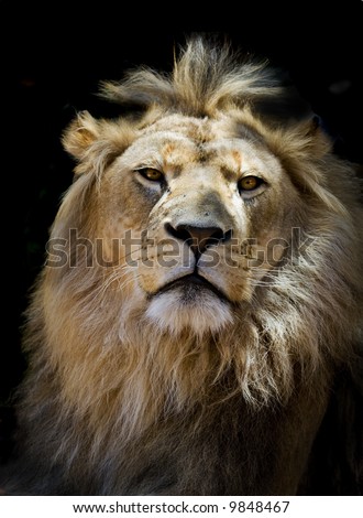 male lion portrait showing a very bad hair day