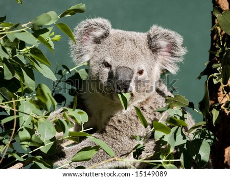 koala chewing gum leaves