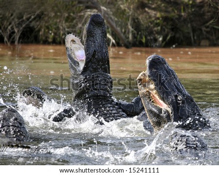alligator attacking