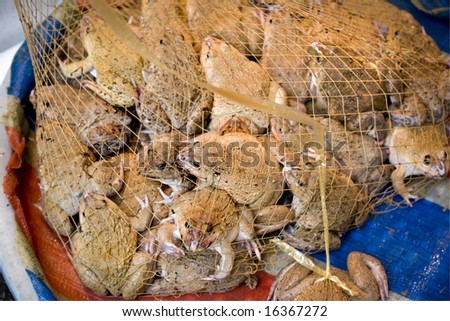 net of fresh toads for sale in a hong kong market