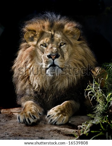 Male Lion Portrait