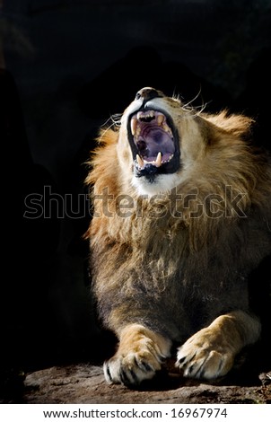 male lion roaring