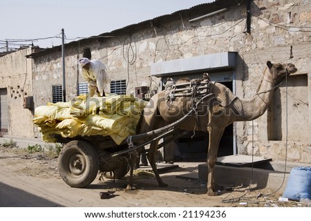 Saganer Village India Nov2008 Camel carrying textiles. Indian transport industry