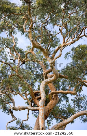 australian gum tree