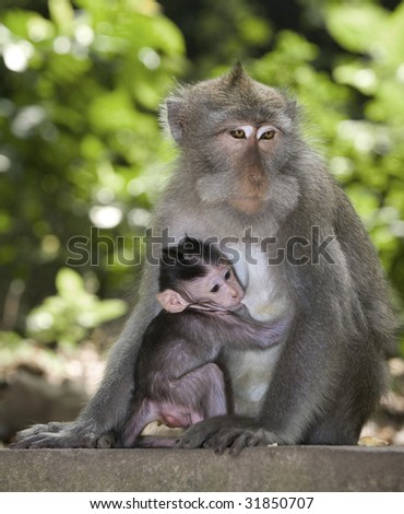 baby monkey. stock photo : aby monkey