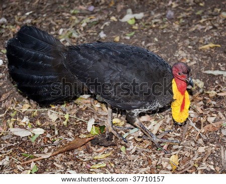 australian brush turkey in nesting area