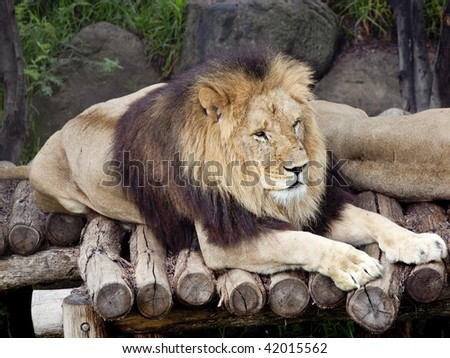 scarred lion at rest