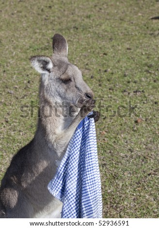 unusual shot of wild kangaroo appearing to use napkin after it stole it from ground to taste