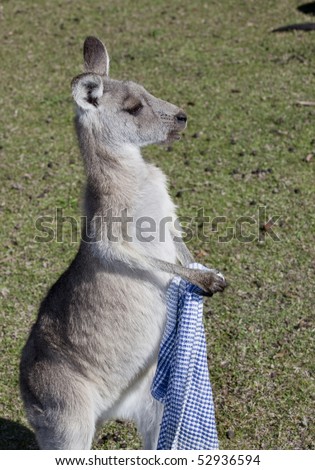 unusual shot of wild kangaroo appearing to use napkin appearing as though waiting serving as per restaurant