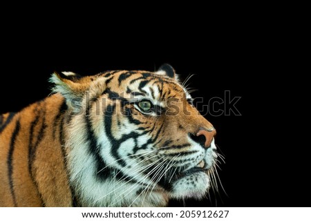 an alert tiger, one of the big cats, feared as maneater in India