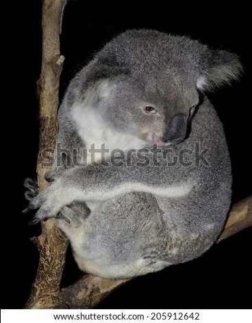 australian marsupial the iconic koala. this one in unusually awake