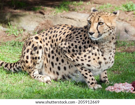 big cat the cheetah from africa. fastest animal