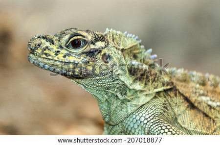 the iguana is a member of lizard family and can swim