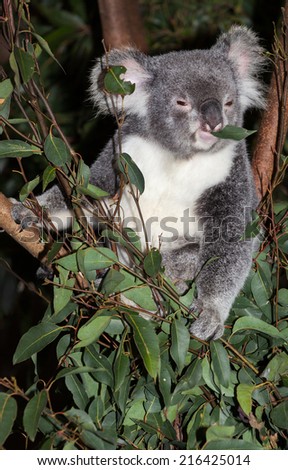 A marsupial koala chewing on a gum leaf.