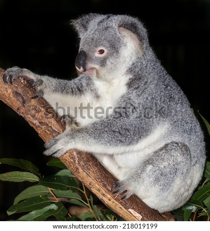 An alert awake koala. koala are native to australia sleep many hours a day