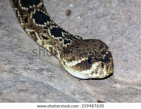 eastern diamond backed rattlesnake found in USA