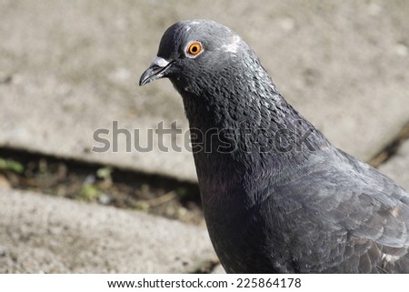 Pigeon Head