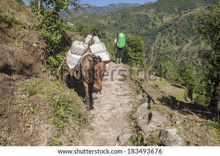 KHARIKHOLA, NEPAL - CIRCA OCTOBER 2013: in the mountains of transport is mainly on the backs of pack animals circa October 2013 in Kharikhola.