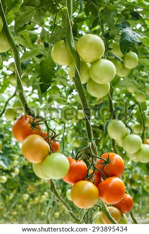 tomatoes in the greenhouse
