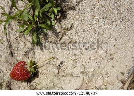 A strawberry on the ground with plenty of copy space on the right.