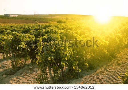 Vineyard dusk With The sun opposite