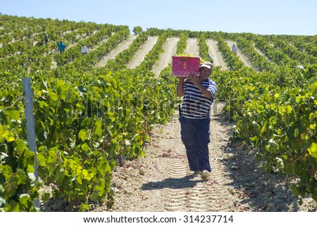JEREZ DE LA FRONTERA, SPAIN - AUGUST 21: People doing manually harvest of white wine grapes on aug 21, 2014 in Jerez de la frontera