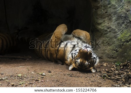 The tiger is from Opened Zoo in thailand. When I walk close to the tiger. It wake up and look at me.