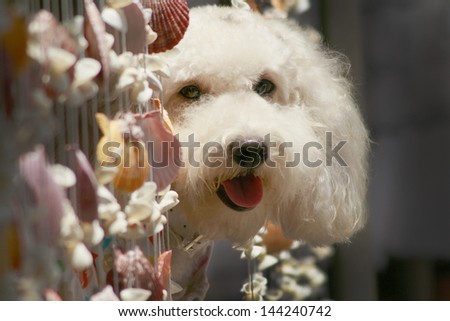 poodle dog,white dog,curly hair,sea,beach, daylight, sunshine,outdoor dog.