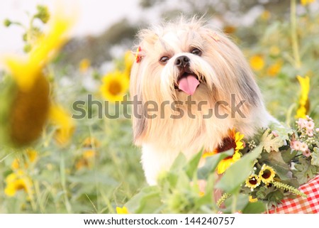 chinese dog,white dog,garden dog, sunflower ,dog in the garden
