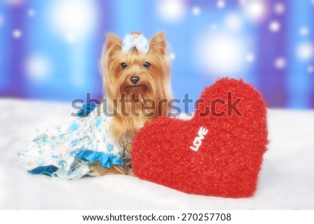 cute / heart / snow dog / valentine / tiny dog