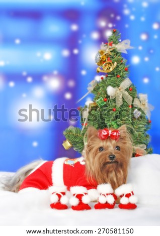 christmas dog / yorkie dog / yorkie with tiny socks / red ribbon /grooming for chirstmas
