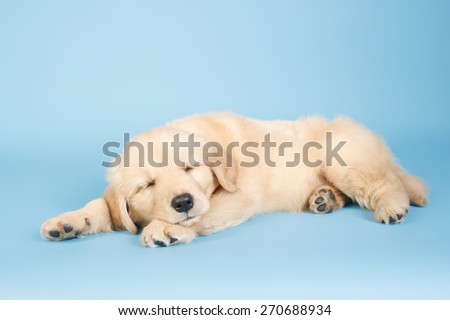 sleepy golden / sleepy puppy golden  / sweet dream / dreaming dog