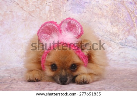 pomerania /  cute face /cute dog / puppy pomerania / pink background / pomerania actart/pink hat / pink mouse hat/
