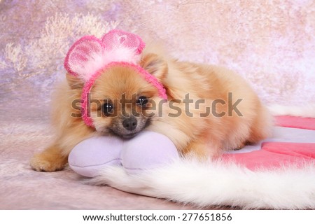 pomerania /  cute face /cute dog / puppy pomerania / pink background / pomerania actart/pink hat / pink mouse hat/