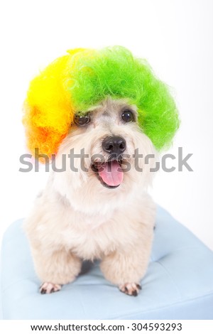 funny dog , hair style dog,afro hair style dog,long tongue ,sweet eyes