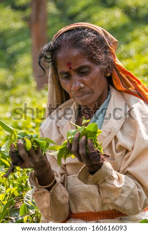 PERIYAR, INDIA - FEBRUARY 4,2013 - Woman with Tea Leafs from Periyar . Women collect only the uppermost leaves on quality green tea. collected daily at least 25 kilos of tea leaves.
