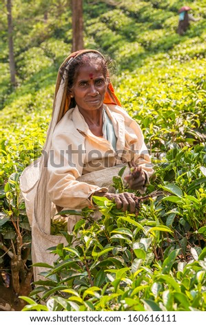 PERIYAR, INDIA - FEBRUARY 4,2013 - Woman picking of tea in Periyar . Women collect only the uppermost leaves on quality green tea. collected daily at least 25 kilos of tea leaves.