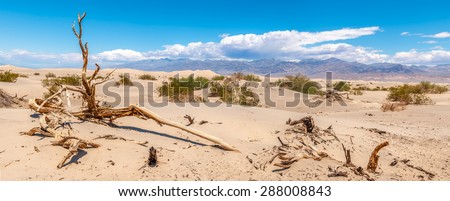 Sand dunes in Death Valley - Dry trees at the Mesquite Flat