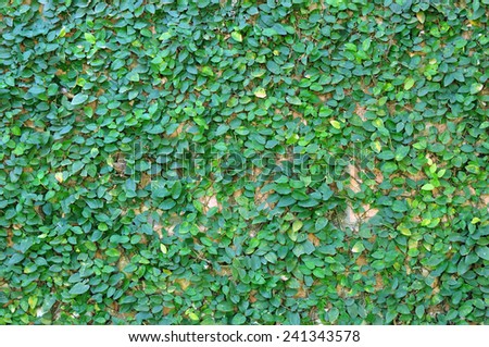 Natural green leaf wall, eco living background
