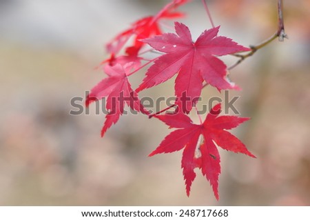 Red colored Japan Maple Leaf
