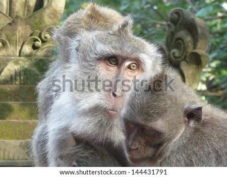 Monkey family living in the Monkey temple in Ubud in Bali, Indonesia