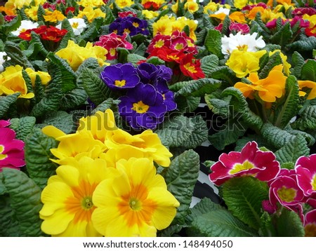 Primula plants at a flower market stall in Carpaneto in Piacenza region in Italy