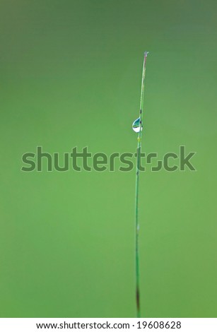 A single blade of grass with a sparkling drop of rain or dew against a green background taken with selective focus.