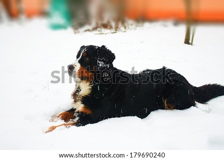 Big black dog on garden with snow