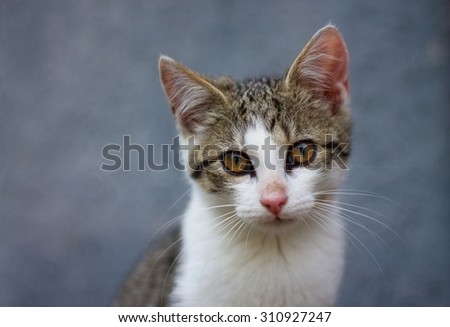 Horizontal photo of small white tabby kitten portrait. Kitten has slightly dirty nose and background is dark blue.