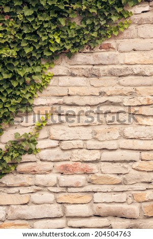 Ivy vines climbing up old, rustic stone wall. Fresh new spring ivy growing on a grungy old wall.